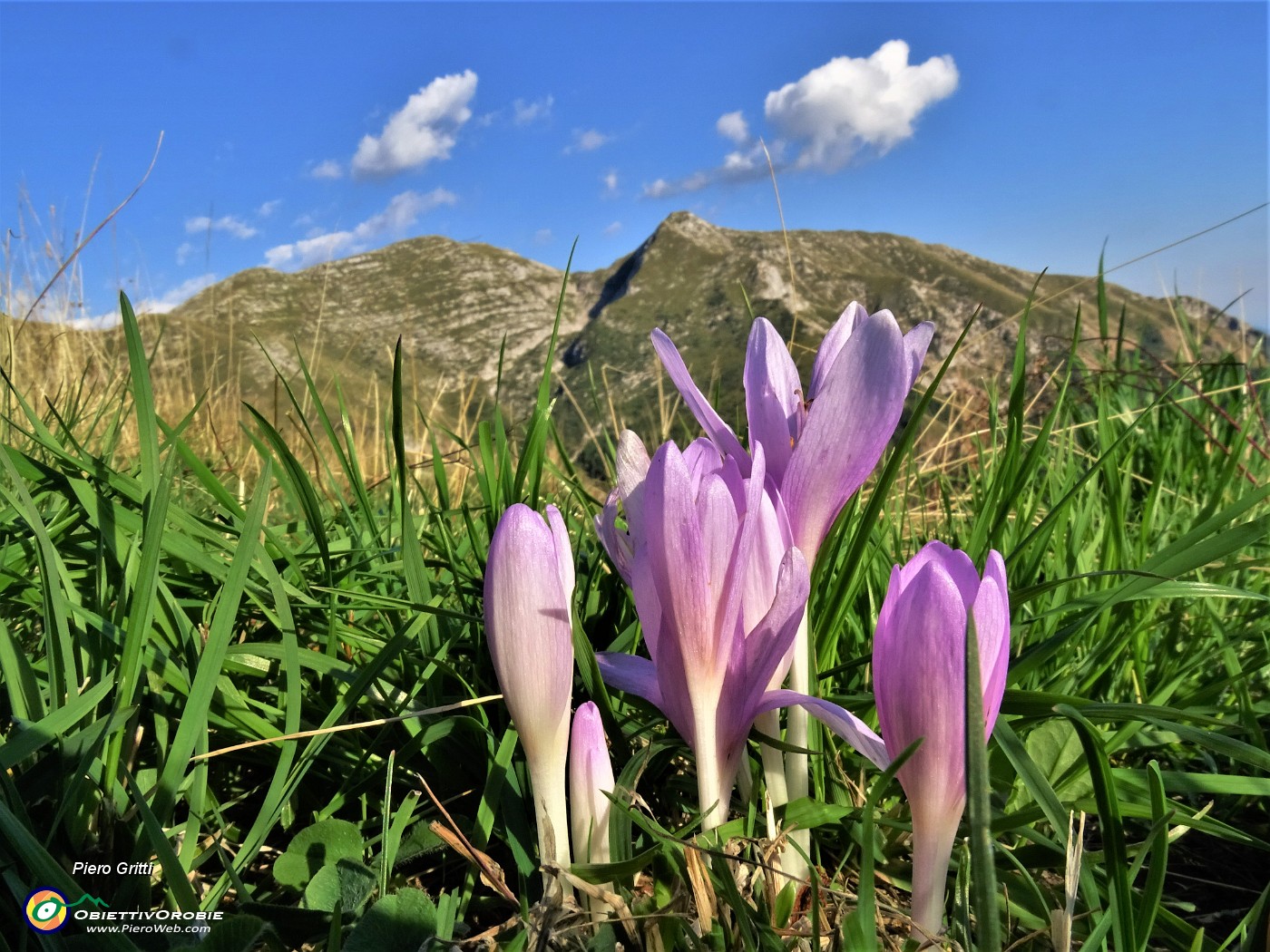 79 Colchicum autumnale (Colchico d'autunno) con Cime Foppazzi e Grem baciati dal sole .JPG